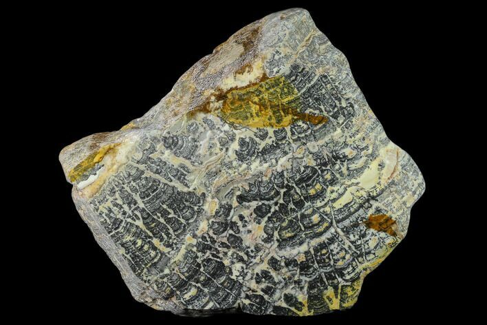 Proterozoic Columnar Stromatolite (Asperia) Section - Australia #132376